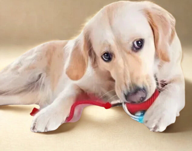 Jouet interactif intelligent pour chat et petit chien – Balle rebondissante USB